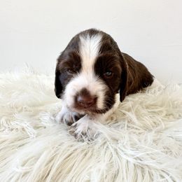 Orange - Liver white and roan female English Springer Spaniel puppy in Elk River, Minnesota from Currahee Fields Springers