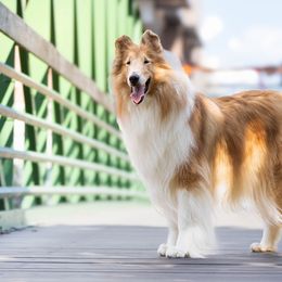 Collies from Morgan's Collies