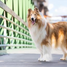 Collies from Morgan's Collies