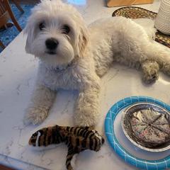 Cavalier King Charles Spaniel, Cavaton, and Coton de Tulear All Grown Up from Lakeshore Cavatons