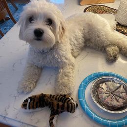 Cavalier King Charles Spaniel, Cavaton, and Coton de Tulear All Grown Up from Lakeshore Cavatons