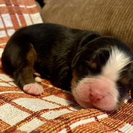 Bernese Mountain Dog puppies from Farmdale Bernese Mountain Dogs