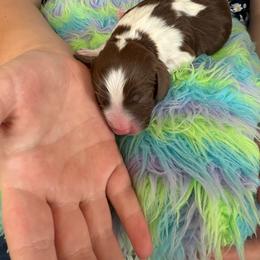Bailey - Liver and white male English Springer Spaniel puppy in St Johnsbury, Vermont from Paradise Valley Springers