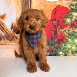 Iden - Apricot male Goldendoodle puppy in Pocasset, Massachusetts from Mini Goldendoodles of Cape Cod