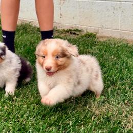 Jalapeño Popper - Red merle male Australian Shepherd puppy in Ashland, Ohio from SS Australian Shepherds