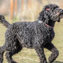 Goldendoodles and Poodles from Body n Soul Poodles and Doodles