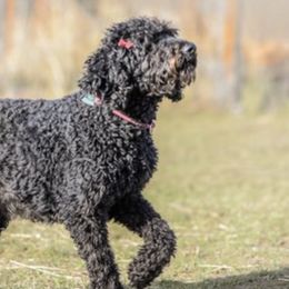 Goldendoodles and Poodles from Body n Soul Poodles and Doodles
