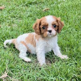 Marsha - Blenheim female Cavalier King Charles Spaniel puppy in Diberville, Mississippi from Sophie’s AKC Cavaliers