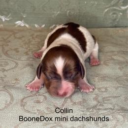 Collin - Piebald male Dachshund puppy in Lexington, Oklahoma from BooneDox Miniature Dachshunds