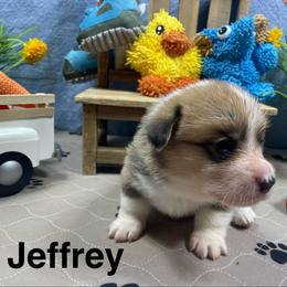 Jeffrey - Sable male Pembroke Welsh Corgi puppy in Apison, Tennessee from Ashmore Corgis