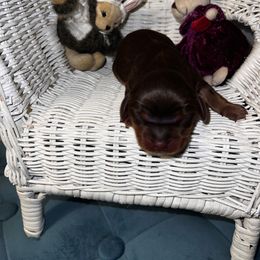 Nestle - Chocolate female Cavalier King Charles Spaniel puppy in Avoca, New York from Palladino’s Cavaliers of Upstate NY