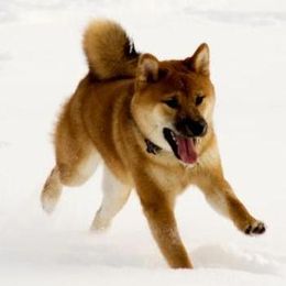 Shiba Inu All Grown Up from Aria Show Dogs