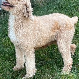 Lexi - Poodle