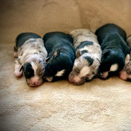 Miniature Australian Shepherd and Toy Australian Shepherd Puppies from Pawesome Lil Aussies