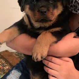 Rottweilers from ADRK Imported German Rottweilers