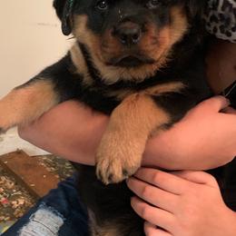 Rottweilers from ADRK Imported German Rottweilers
