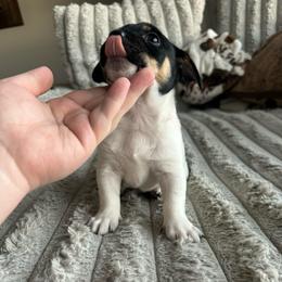 Ace - Black and white male Chihuahua puppy in Alvord, Texas from Gift of Gods Favor