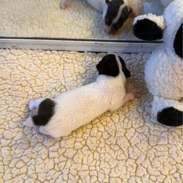 Tiny Timmy - White black and tan male Toy Fox Terrier puppy in El Cajon, California from Ultra Quest Show Dogs