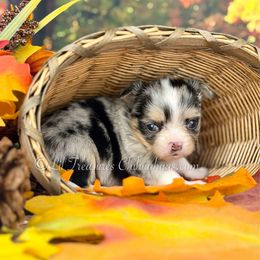 Linny - Merle female Chihuahua puppy in Anderson, South Carolina from Lil Treasures Chihuahuas