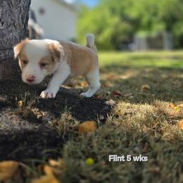 Flint - Gold male Border Collie puppy in Richmond, Maine from Lil Maine Border Collies