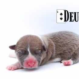 Deuce - Sable male Pembroke Welsh Corgi puppy in Star City, Arkansas from Say When Corgi Co.