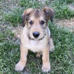 Berger Picard Puppies from Stargazer Berger Picards