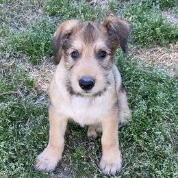 Berger Picard Puppies from Stargazer Berger Picards