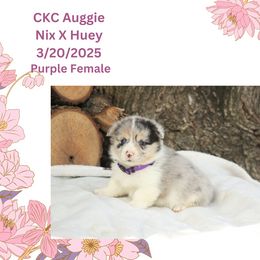Girl 1 - Blue merle and white American Corgi puppy in Campbellsburg, Indiana from Kates Corgis