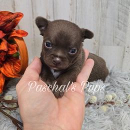 Ravioli - Chocolate and white male Chihuahua puppy in Bowdon, Georgia from Paschal's Pups