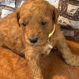 Yellow Collar Girl - Red  female Goldendoodle puppy in Colorado Springs, Colorado from Pikes Peak Doodles