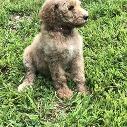 Poodle Puppies from Hidden Treasures Farm LLC