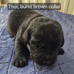 Thor, burnt brown collar - Black male Labrador Retriever puppy in Greenwich, Ohio from Pure Gem Kennel
