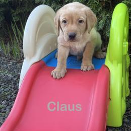 Claus - Yellow male Labrador Retriever puppy in Tigard, Oregon from Morrison Labrador Retreivers