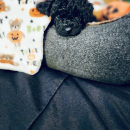 Maltipoo Puppies from Awwws-n-Pawws