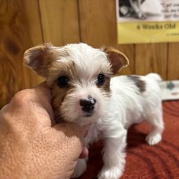 Girl 2 - Parti female Yorkshire Terrier puppy in Bear Creek, North Carolina from Yorkie Time