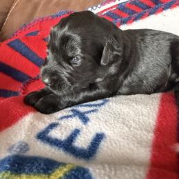 Girl 5 - Black female Giant Schnauzer puppy in Bois D’arc, Missouri from Down Low Kennels
