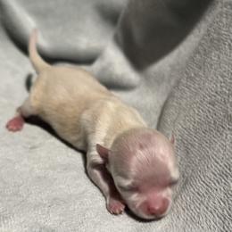 TBD - Cream and white male Chihuahua puppy in Davenport, Florida from Clan Cordovathone