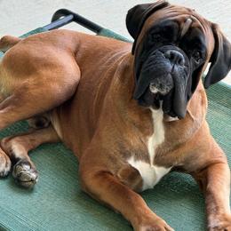 Theo - Boxer