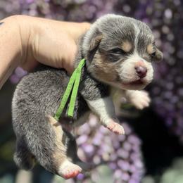 Harbor (green) - Blue male Pembroke Welsh Corgi puppy in East Oakdale, California from Rhettro Kennels