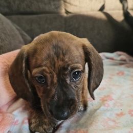 Brindle Boy - Brindle male Dachshund puppy in Woodland, Washington from SJs Dachshunds