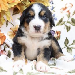 Hazel (Purple Bow) - Tri-color female Bernese Mountain Dog puppy in Middlesex, North Carolina from Willow Springs Doodles & Berners