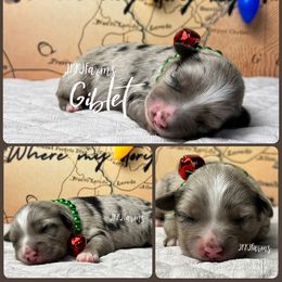 (3) Giblet - Blue merle male Miniature Australian Shepherd puppy in Huntington, Texas from JKKJ Farms
