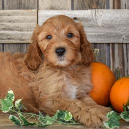 Agave-Gray collar male - Apricot male Irish Doodle puppy in Macedon, New York from Toodles Goldendoodles