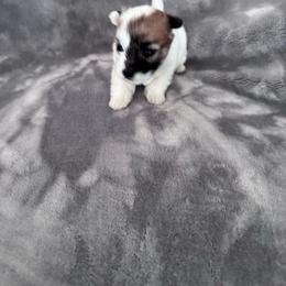 Bentli - Tri-color female Coton de Tulear puppy in Timber, Oregon from Sterling’s Sweet Cotons