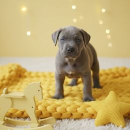 Vorhooes - Gray brindle male Cane Corso puppy in Hampstead, New Hampshire from Durgin Hollow