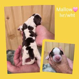 Mallow - Liver and white female English Springer Spaniel puppy in Freeland, Michigan from McNally's Springer Spaniels