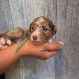 Coconut - Red merle male Aussiedoodle puppy in Lithia, Florida from Waterford Doodle Farm
