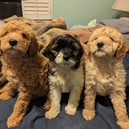 Cavapoo and Goldendoodle Puppies from Daisy's Doodle Den