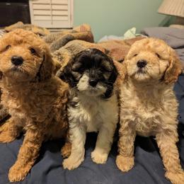 Cavapoo and Goldendoodle Puppies from Daisy's Doodle Den