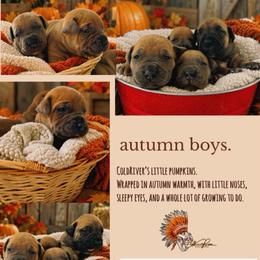 2nd Pick - Red male Boerboel puppy in Pennsylvania from Cold River Boerboels